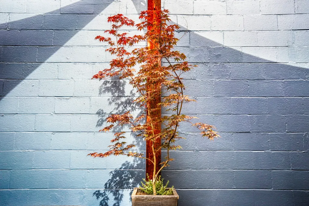 Vertical Development in Personal Growth